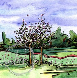 Buds, spring red bud trees watercolor