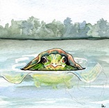 Going for a Swim, a turtle swims in a summer lake