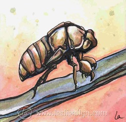 cicada locust shell