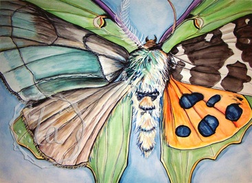 morph moth wings butterfly bug antlers spots fuzzy bugs fly flight