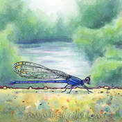 Down by the River blue Damselfly by Leslie Allyn
