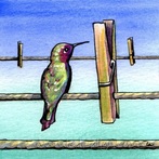 hummingbird and clothespin