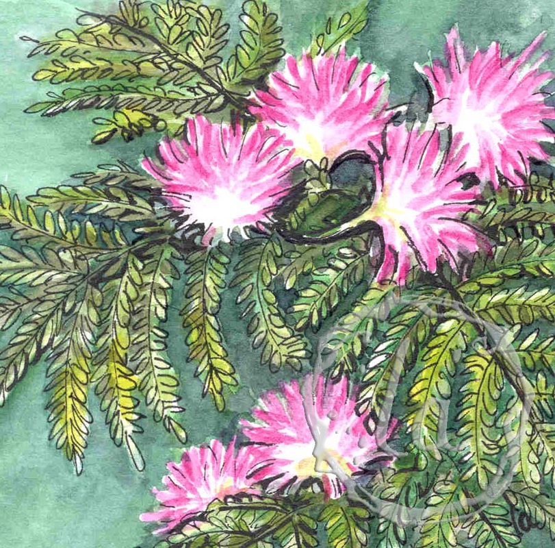 mimosa flowers tree