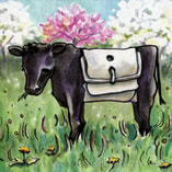 Beltie cow in spring