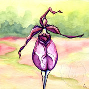 lady slipper orchid wild woman pink purple