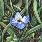 original watercolor of a tiny blue forget me not flower blooms in spring among the green grass