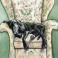 Watercolor by Leslie Allyn of black lab taking a nap in a patterned floral armchair