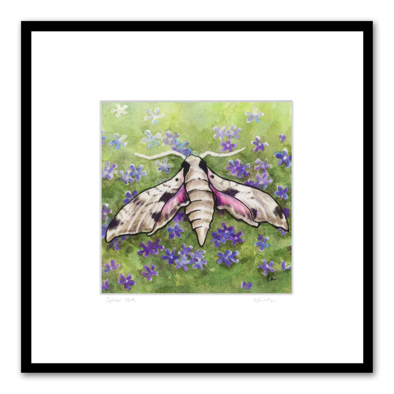 Sphinx moth - achemon sphinx moth and phlox flowers by Leslie Allyn